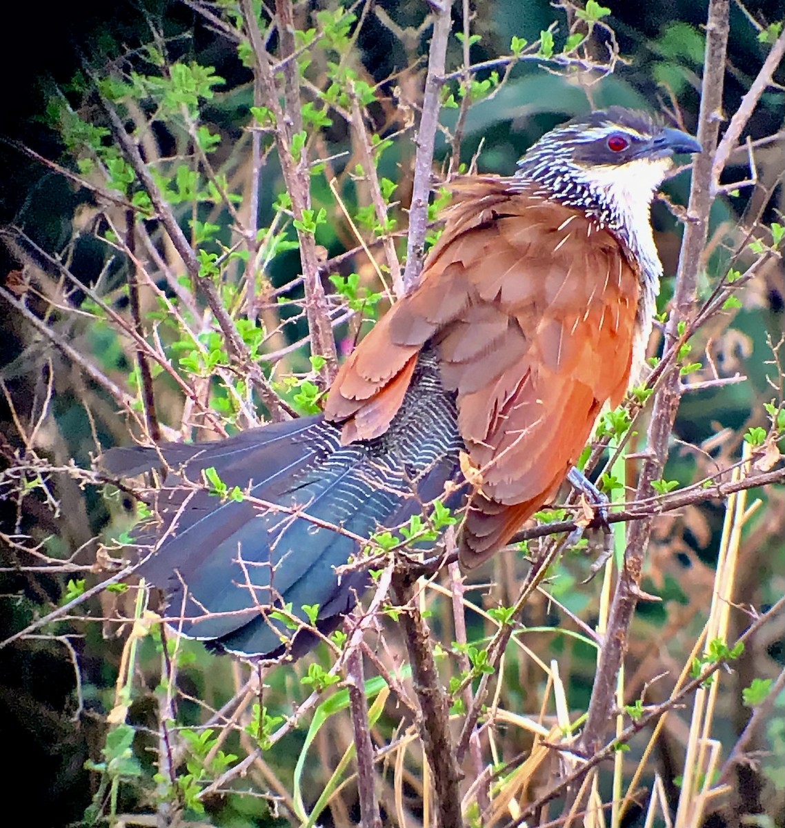 White-browed Coucal - Alison Huff