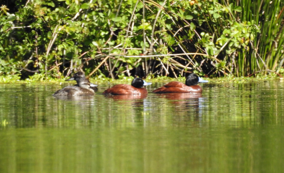 Andean Duck - ML608875476