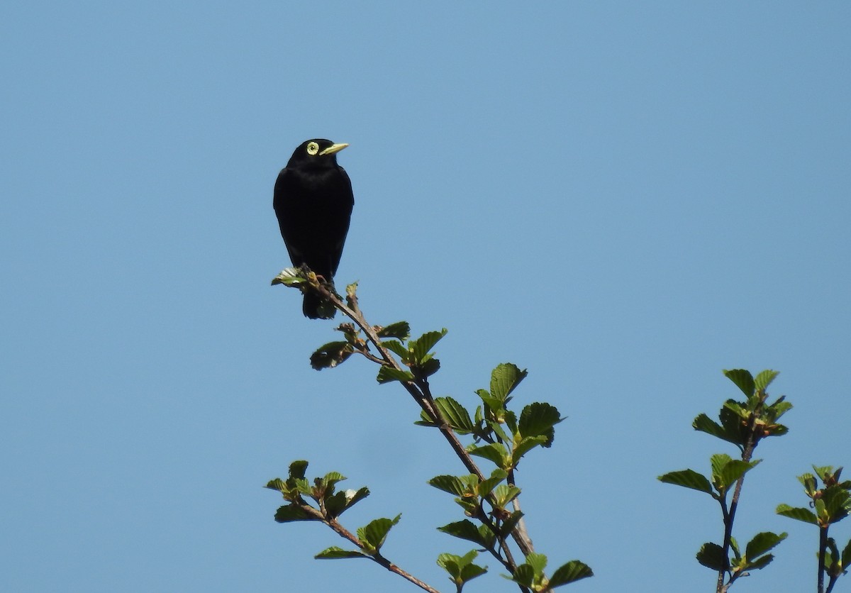 Spectacled Tyrant - ML608875557