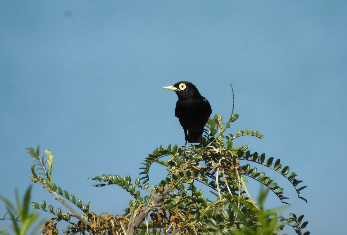 Spectacled Tyrant - ML608875558
