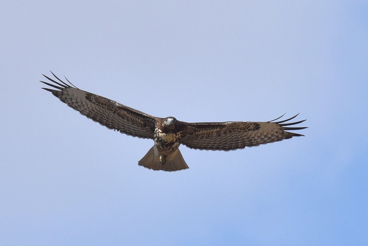 Red-tailed Hawk - ML608875889
