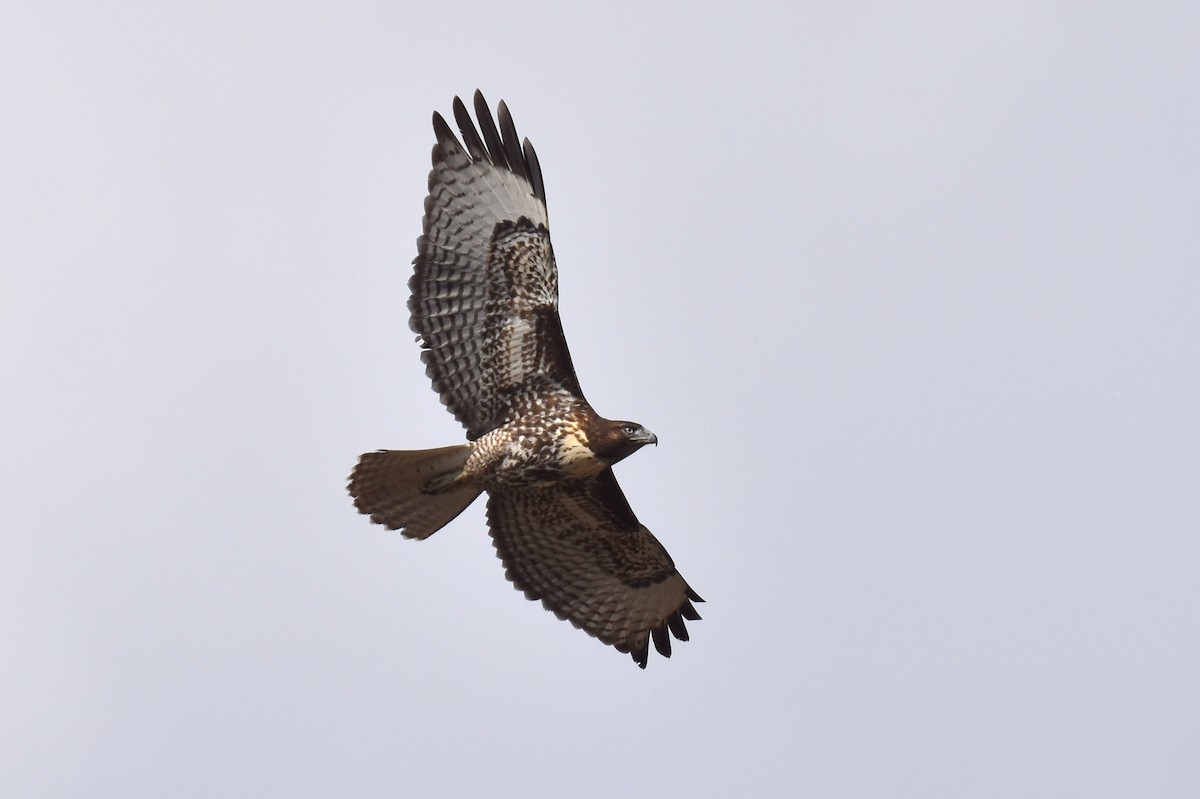 Red-tailed Hawk - ML608875890