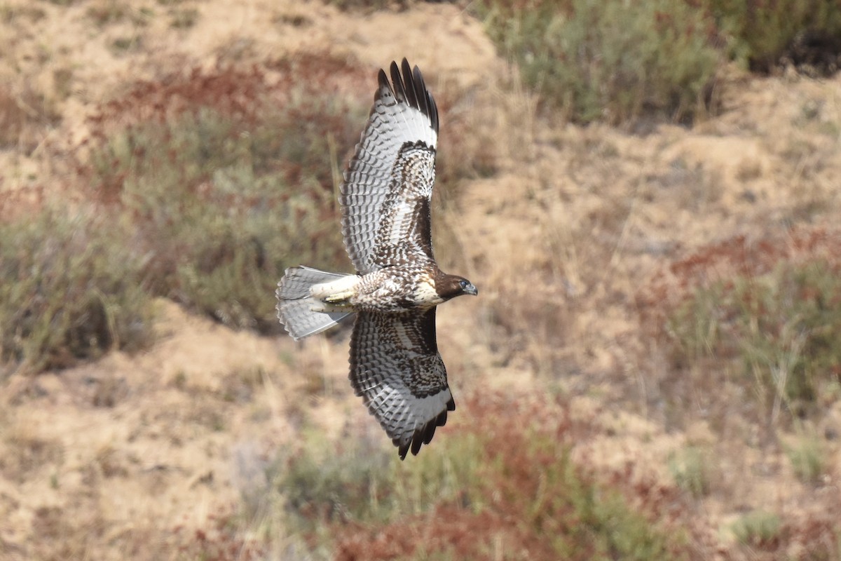 Red-tailed Hawk - ML608875891