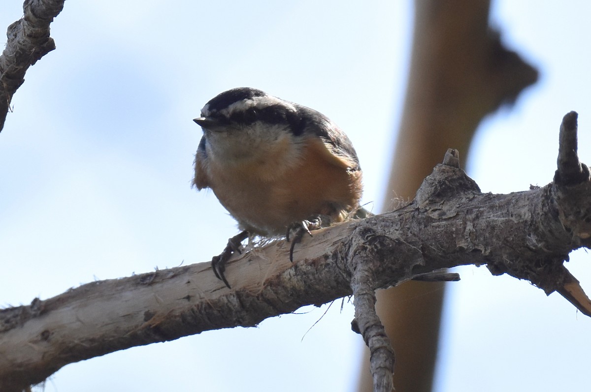 Red-breasted Nuthatch - ML608875911