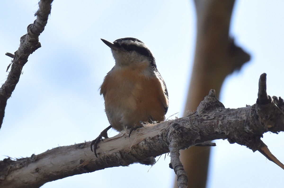 Red-breasted Nuthatch - ML608875912