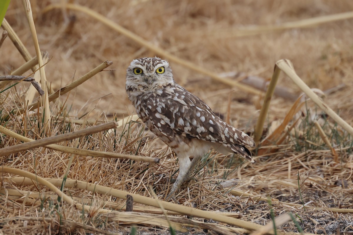 Burrowing Owl - ML608875924