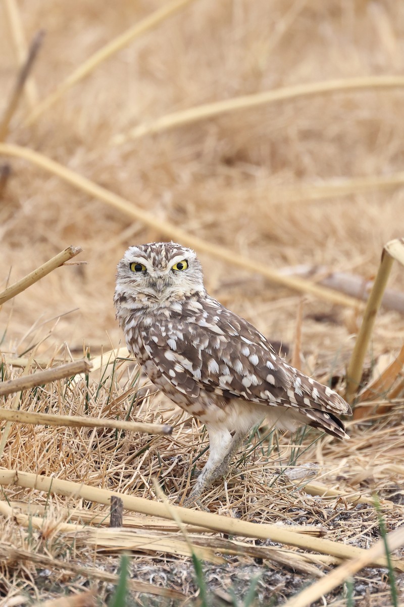 Burrowing Owl - ML608875926