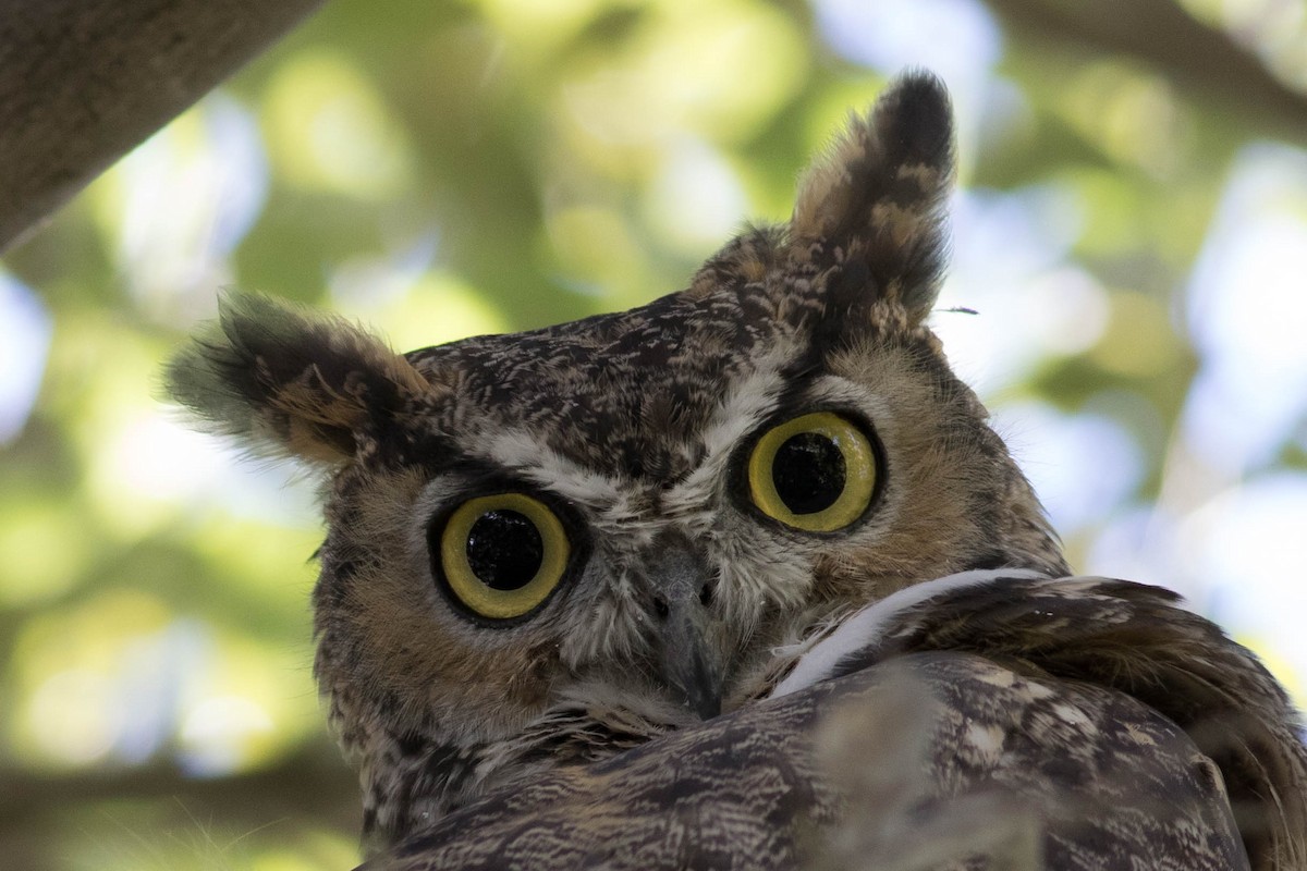 Great Horned Owl - ML608875935