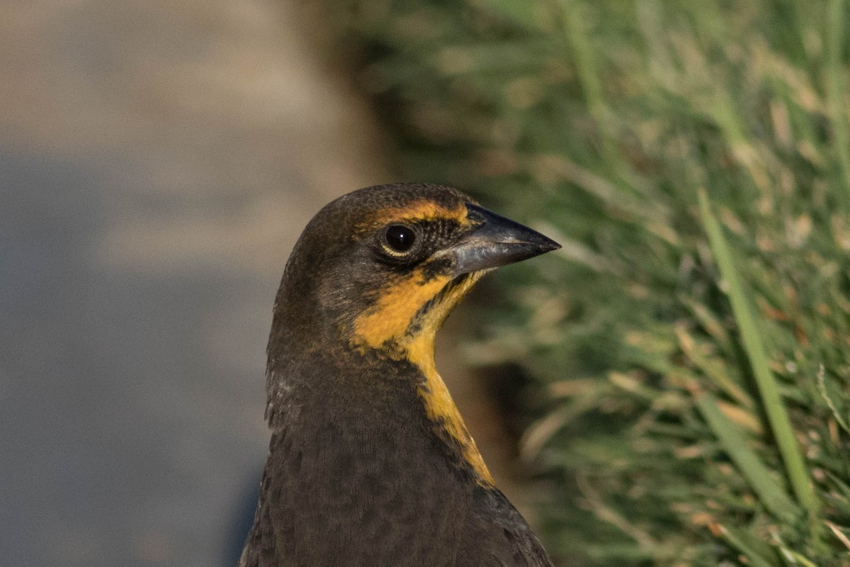 Yellow-headed Blackbird - ML608875976