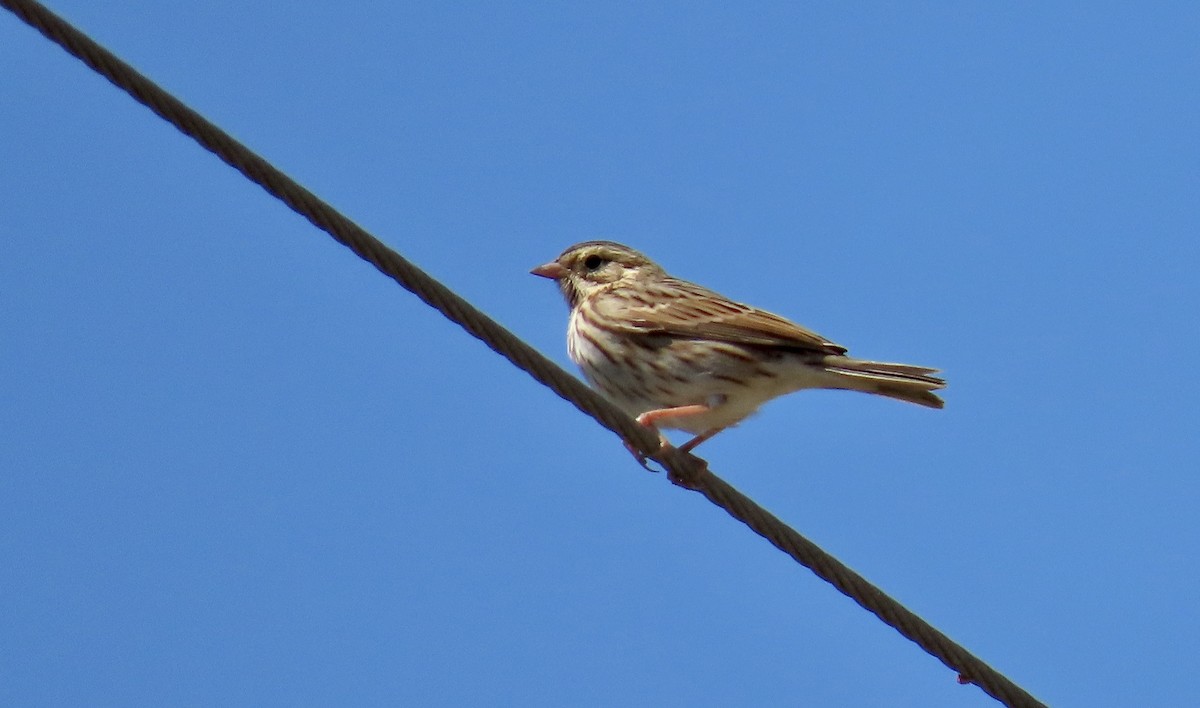 Savannah Sparrow - ML608876355