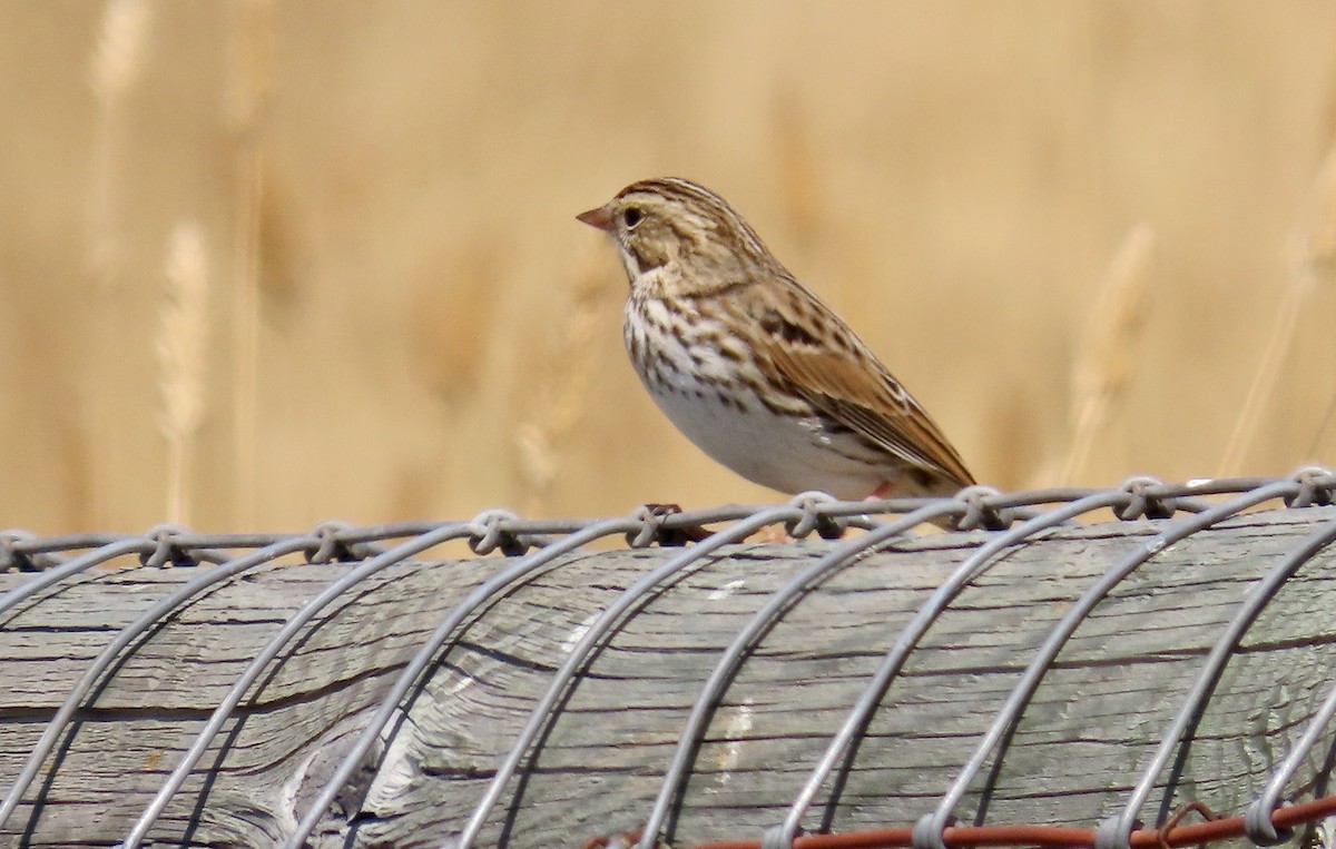 Savannah Sparrow - ML608876364