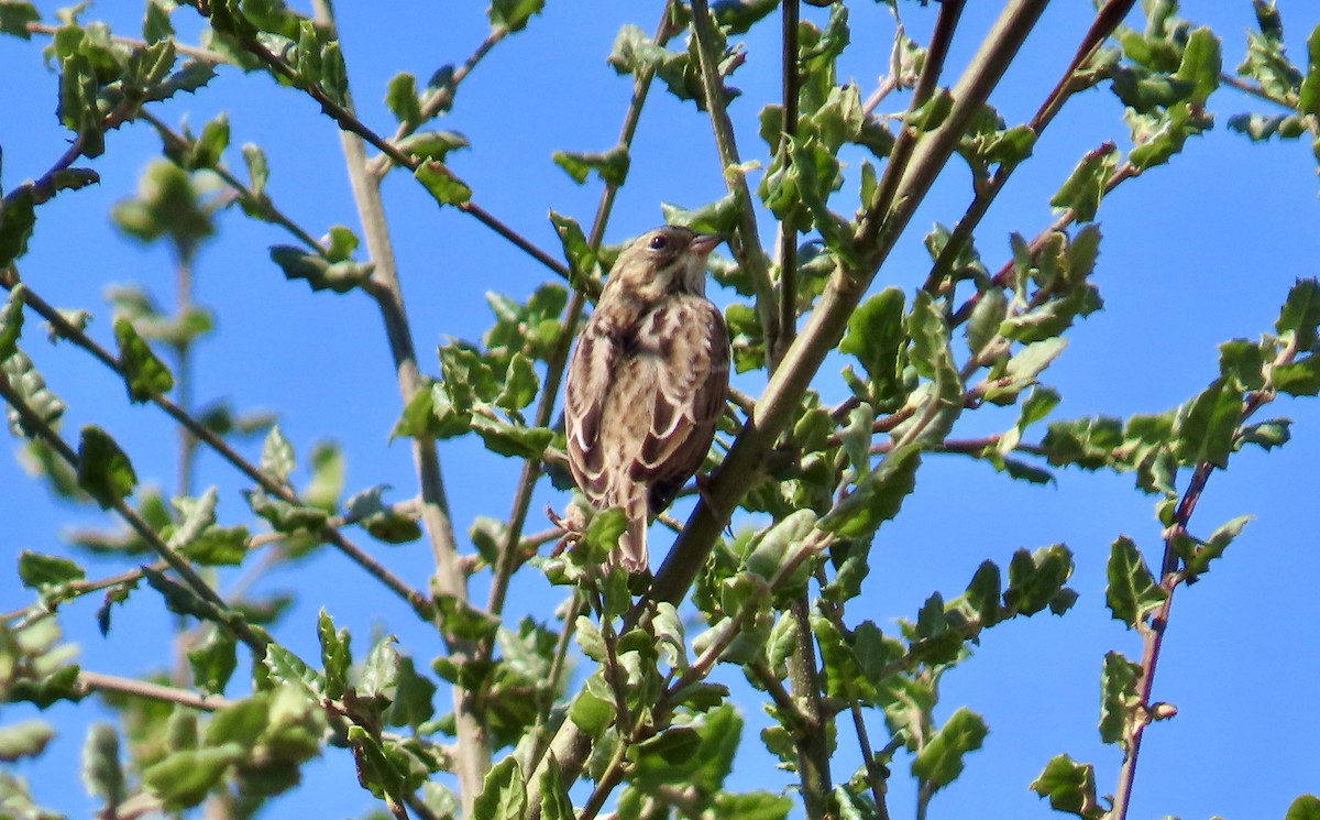 Savannah Sparrow - ML608876369