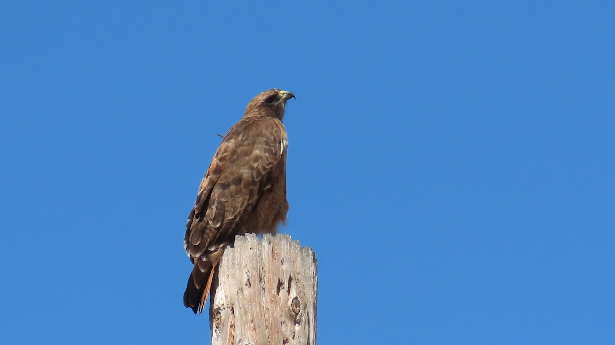Red-tailed Hawk - ML608876386