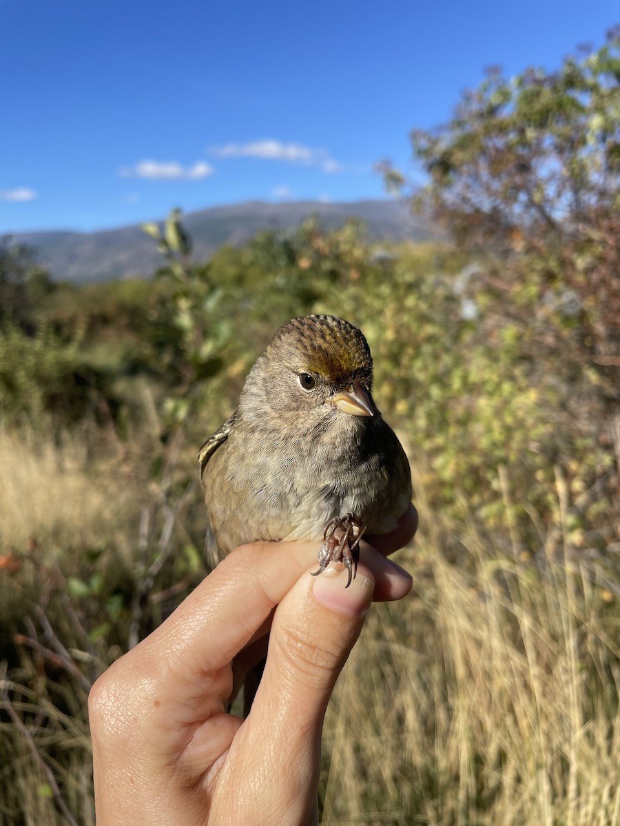 Golden-crowned Sparrow - ML608876752