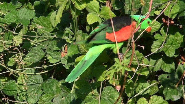 Red-winged Parrot - ML608876968