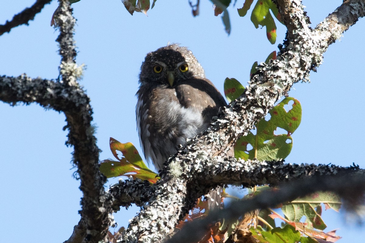 Northern Pygmy-Owl - ML608877230
