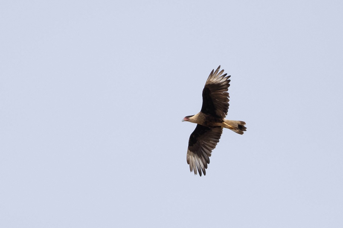 Crested Caracara (Northern) - Scott Olmstead