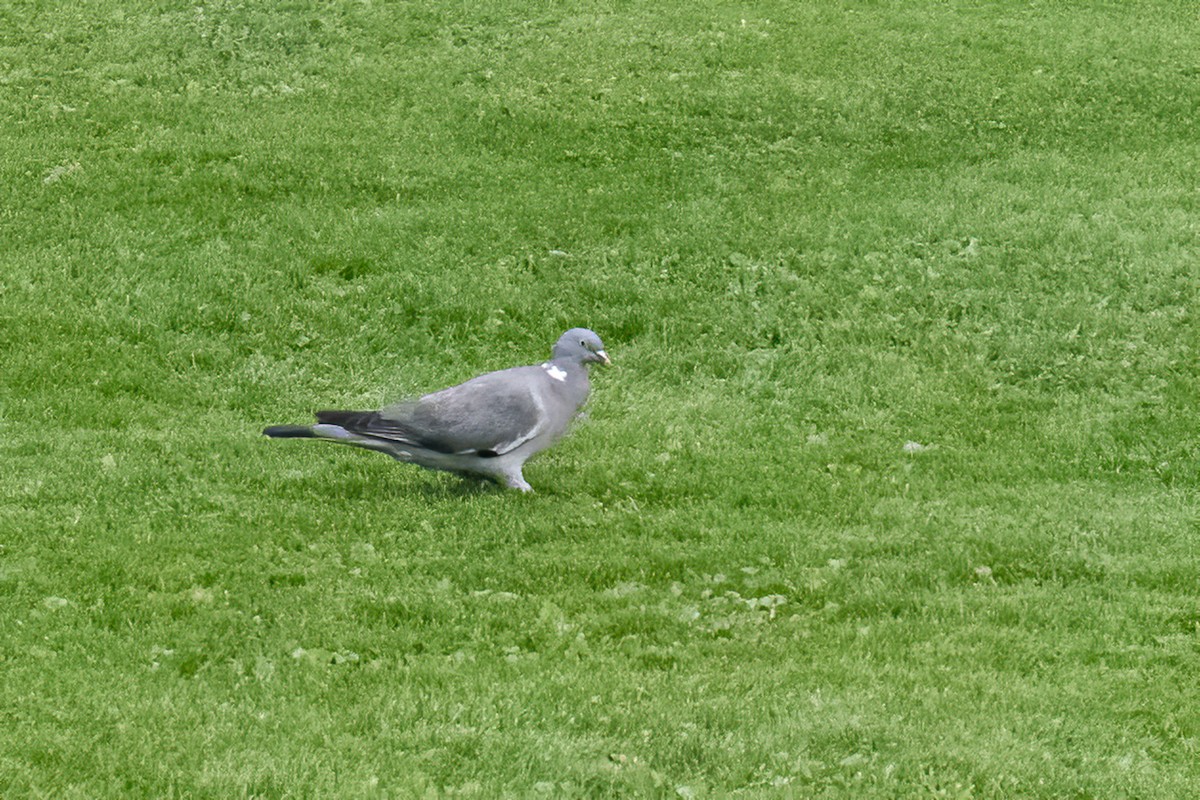 Common Wood-Pigeon (White-necked) - ML608877342