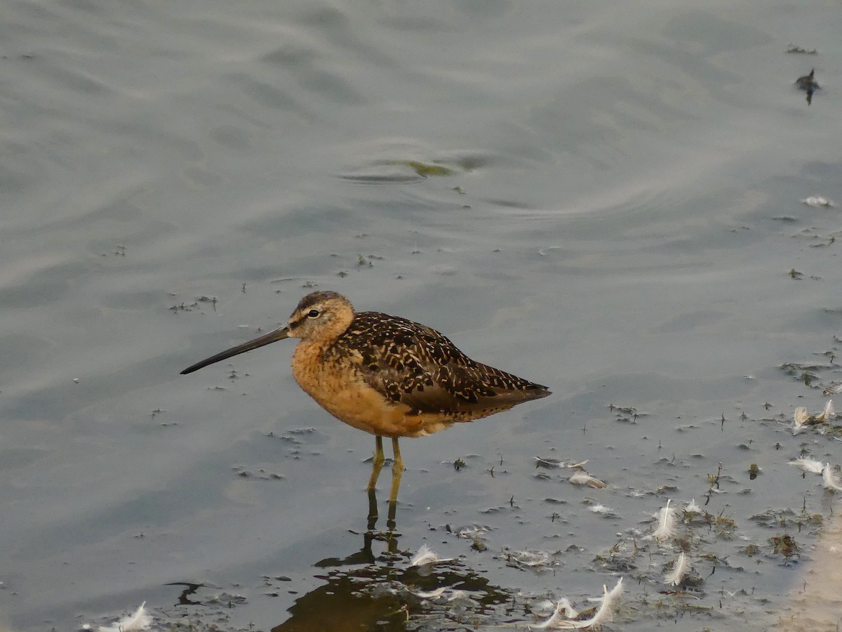 Long-billed Dowitcher - Simone Littledale