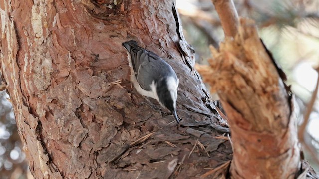 White-breasted Nuthatch - ML608878451