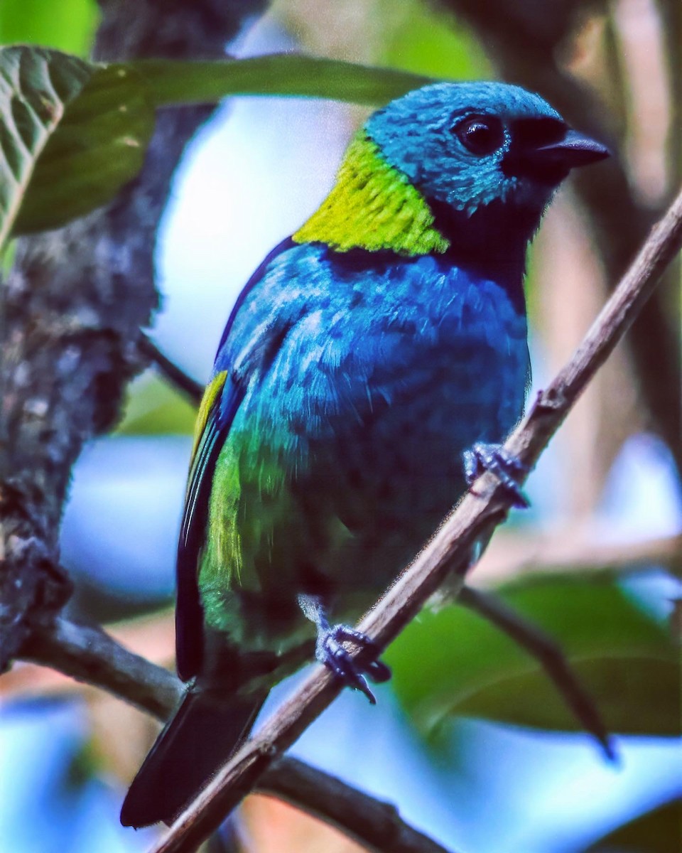 Green-headed Tanager - ML608878744