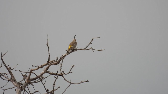 White-throated Canary - ML608879253