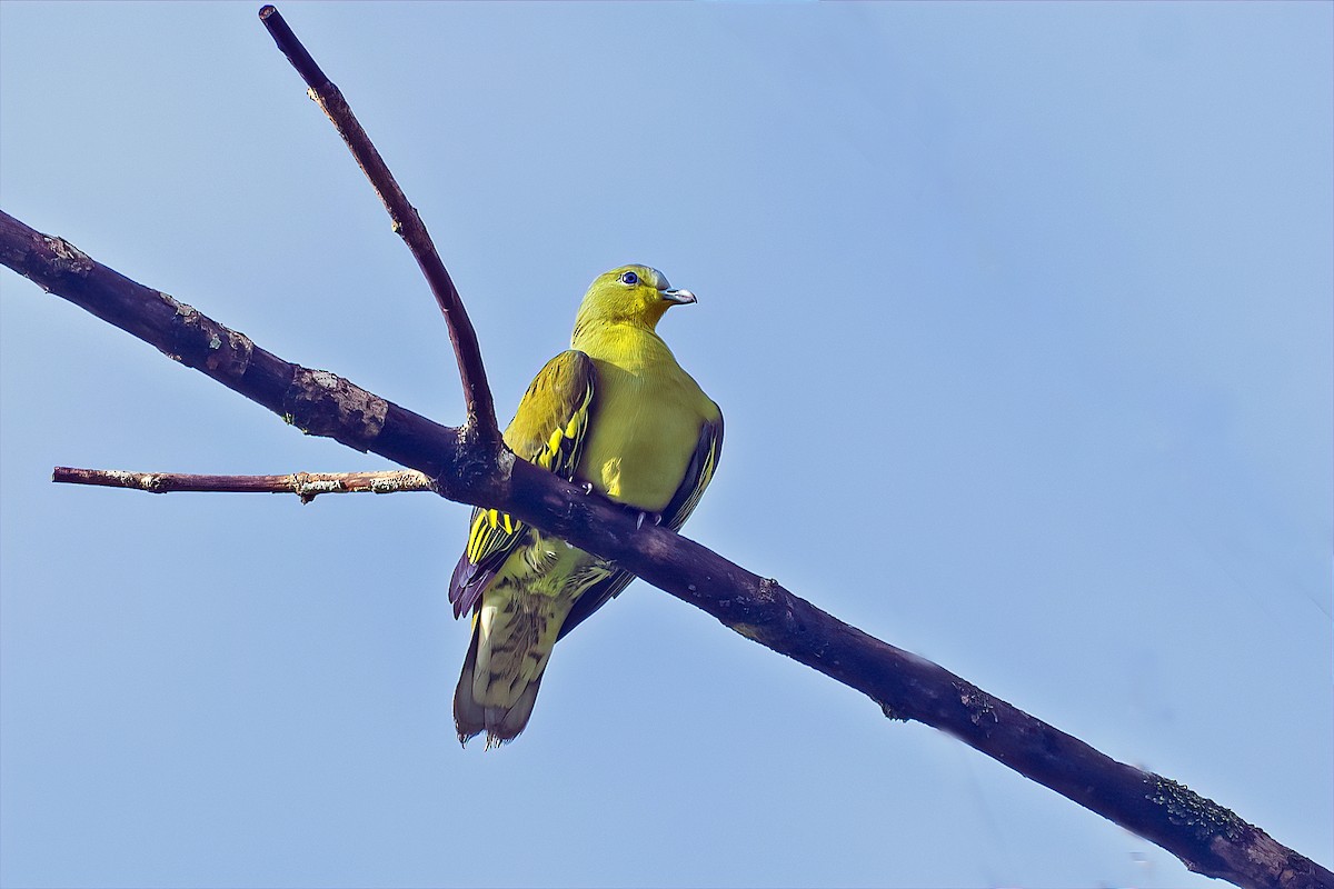 Gray-fronted Green-Pigeon - ML608879414