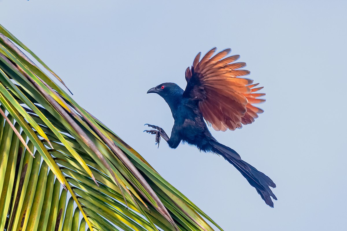 Greater Coucal - ML608879450