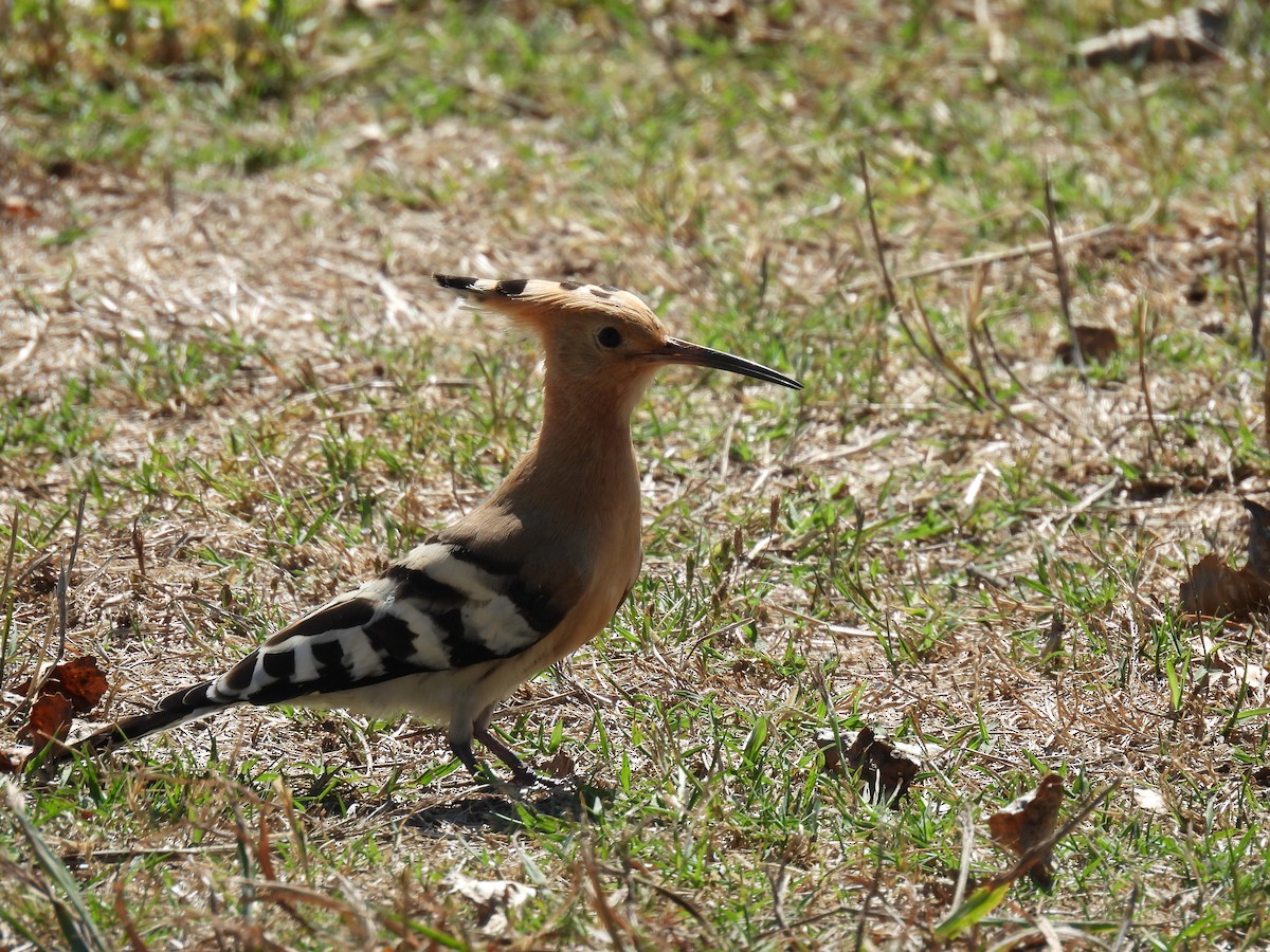 Eurasian Hoopoe - ML608879869