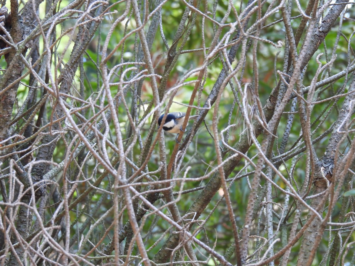 Coal Tit - ML608879902