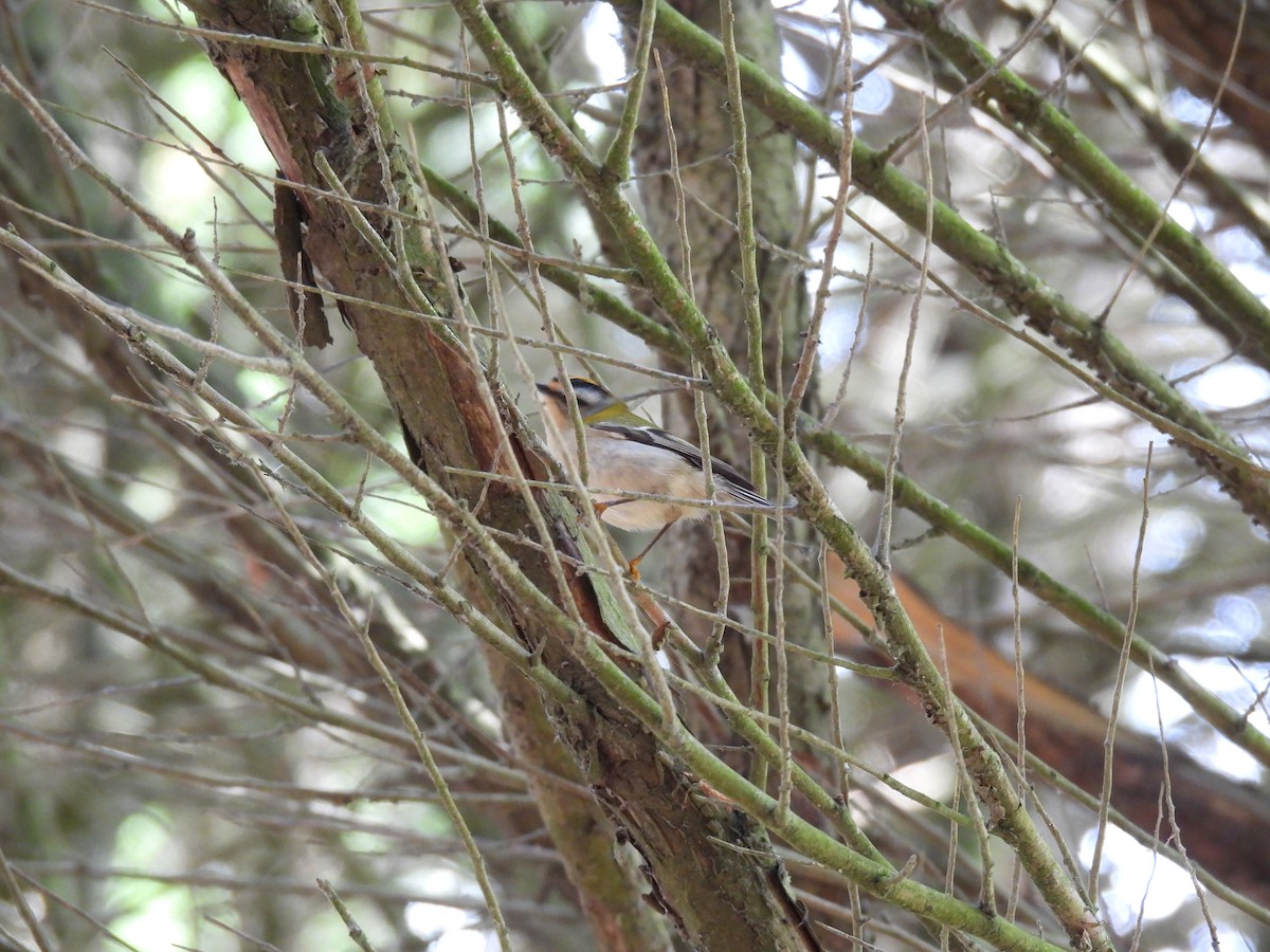 Common Firecrest - ML608879908