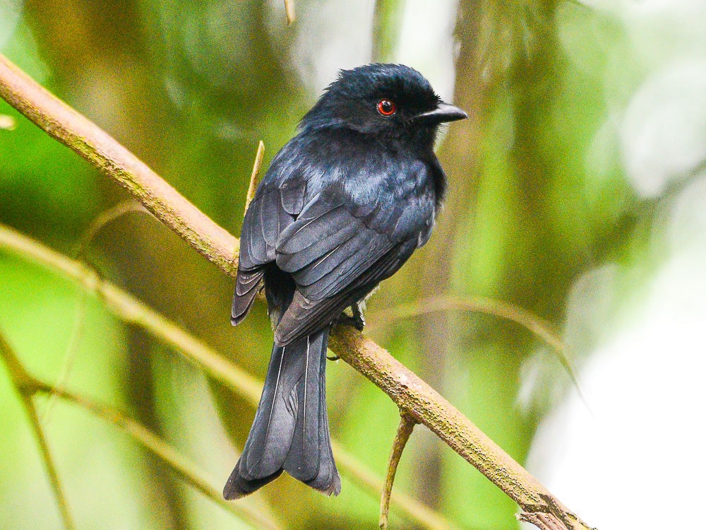 Square-tailed Drongo - ML608879940