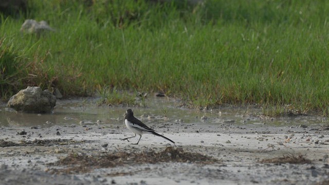 White-browed Wagtail - ML608880320