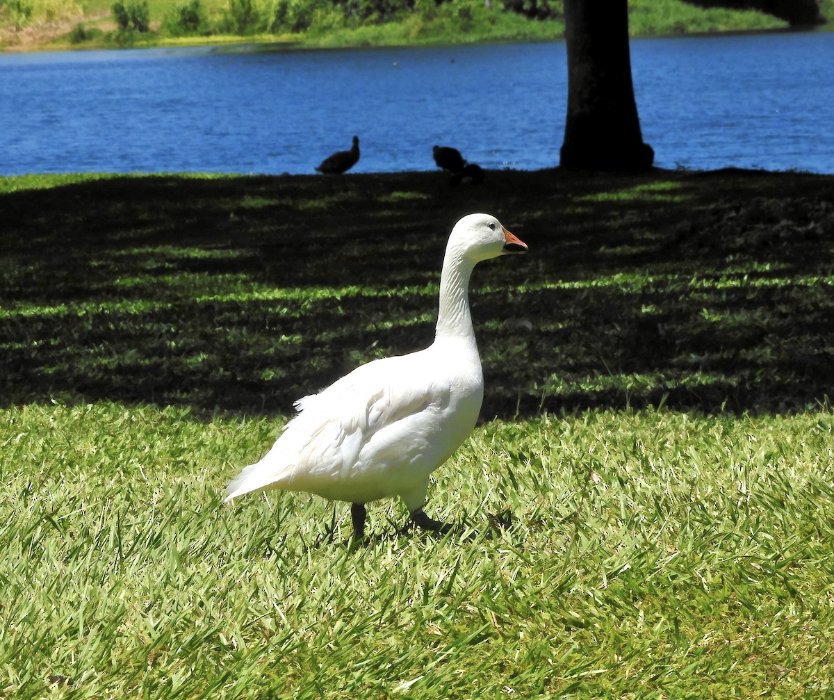 EBird Checklist 15 Sep 2023 Wailoa River SP Waiakea Pond 15