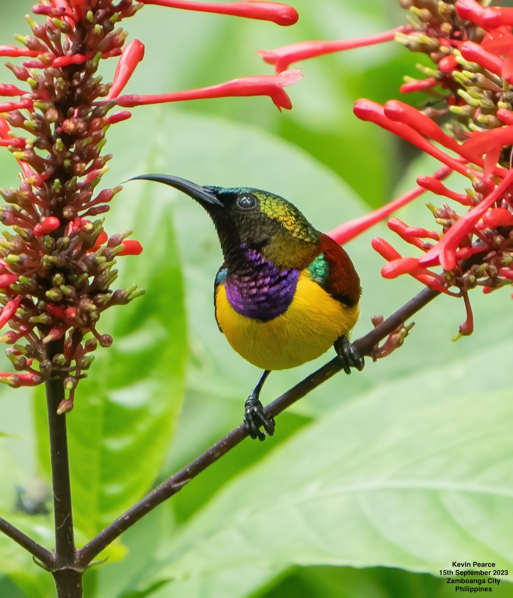 Purple-throated Sunbird (Orange-lined) - Kevin Pearce
