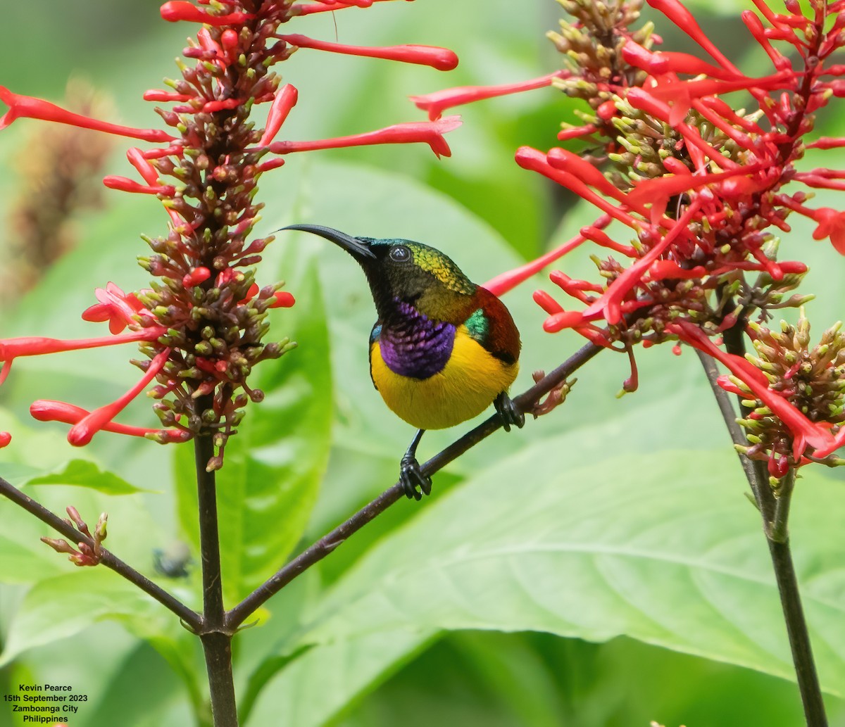 Purple-throated Sunbird (Orange-lined) - Kevin Pearce