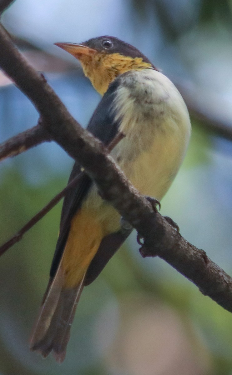 Yellow-backed Tanager - ML608880928