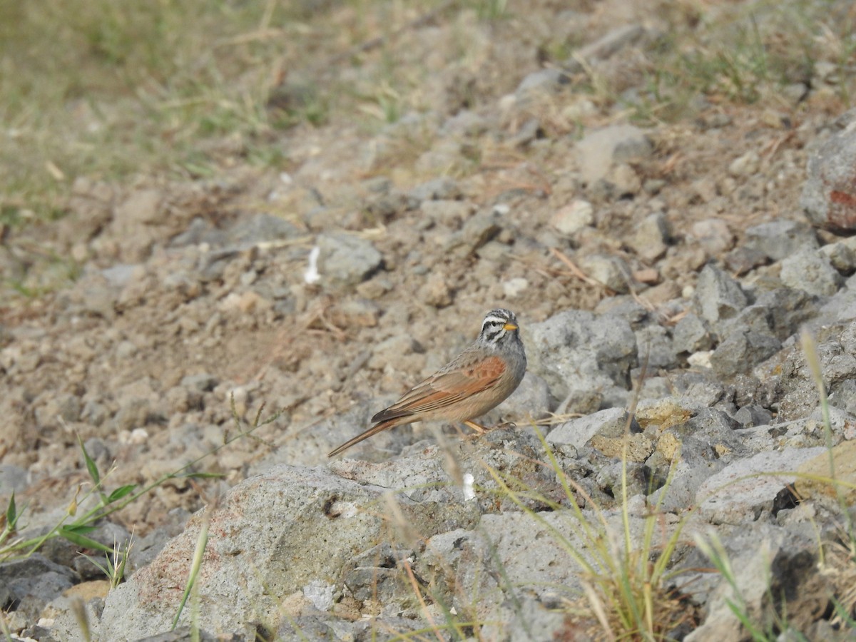 Striolated Bunting - ML608880971