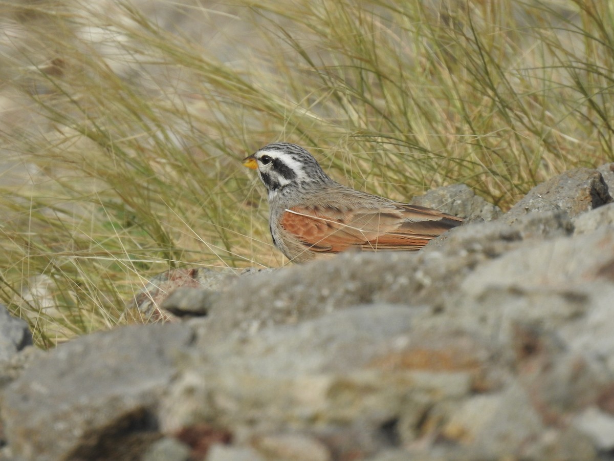 Striolated Bunting - ML608880972