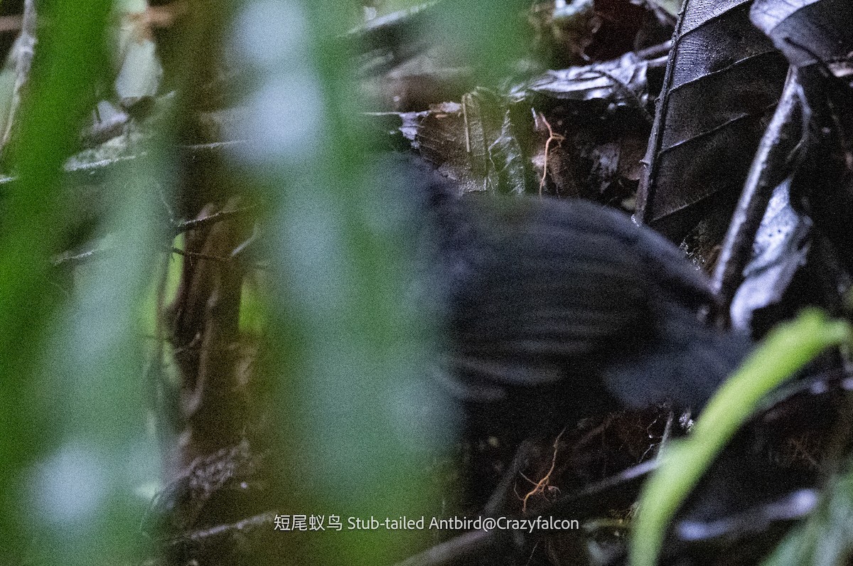 Stub-tailed Antbird - ML608881139