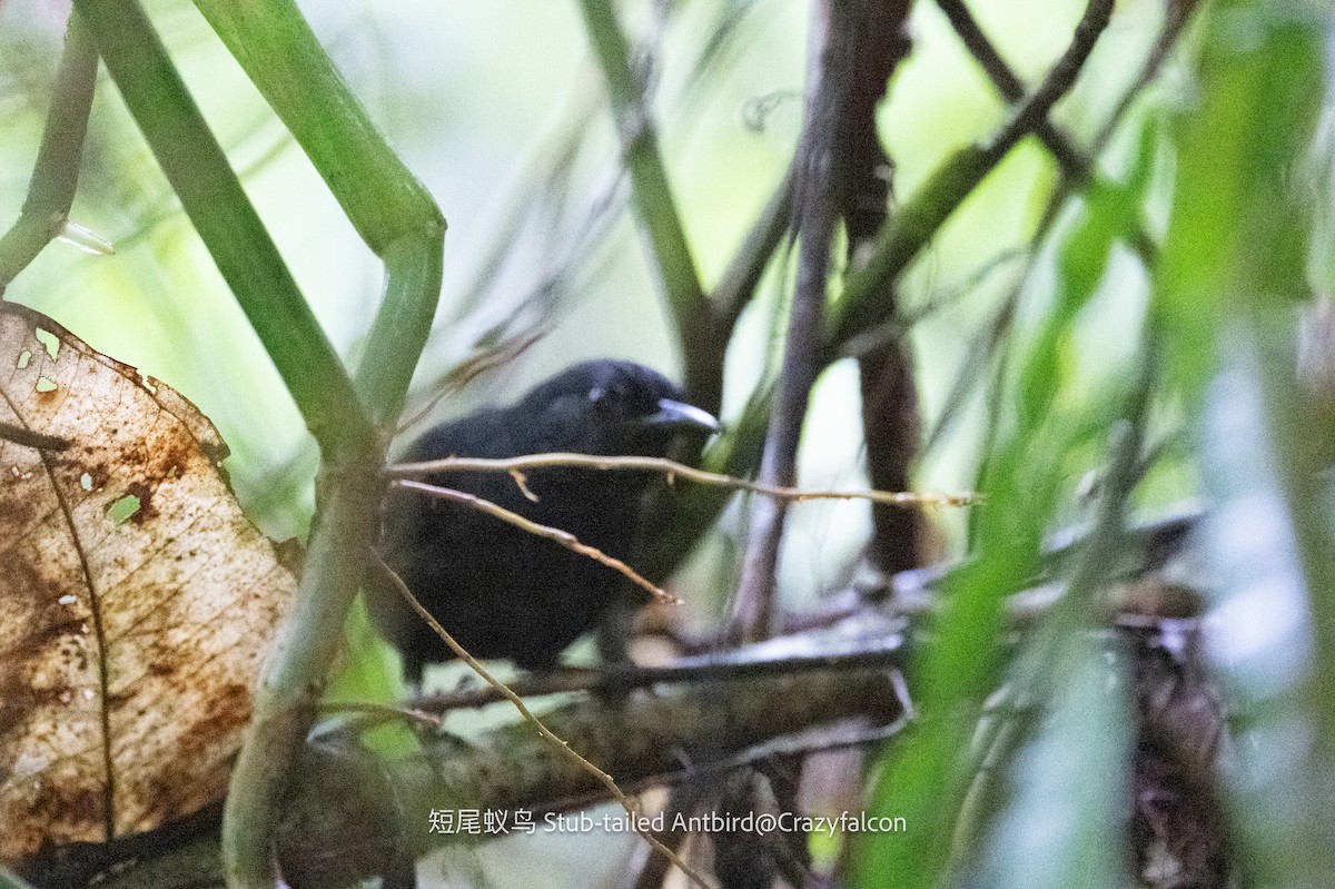 Stub-tailed Antbird - ML608881140