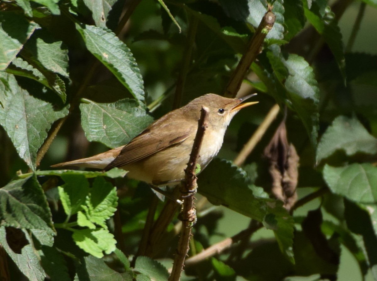 Common Reed Warbler - ML608881464