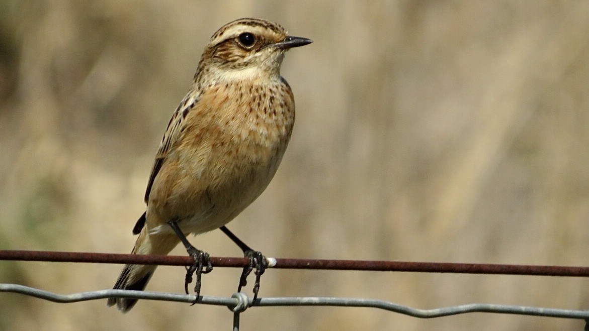 Whinchat - ML608881513