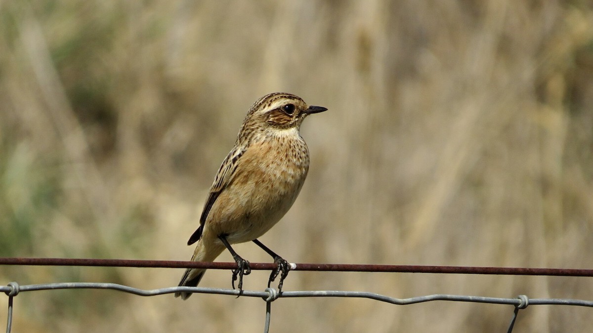 Whinchat - ML608881514