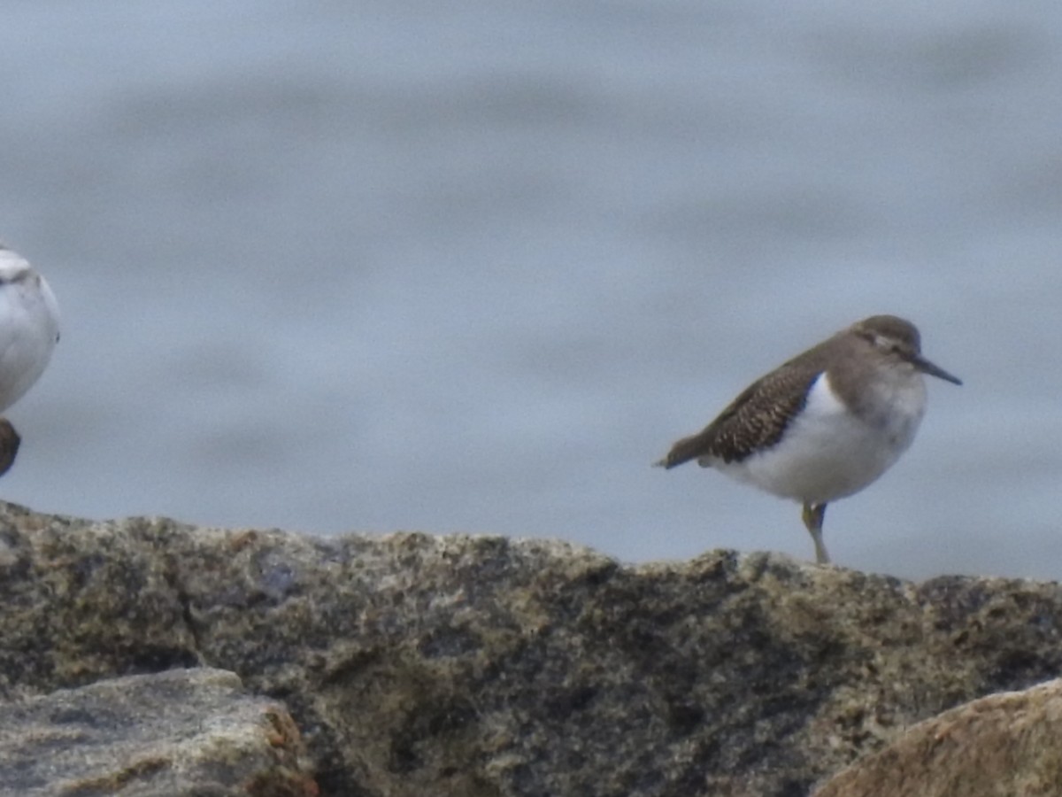 Common Sandpiper - ML608881531
