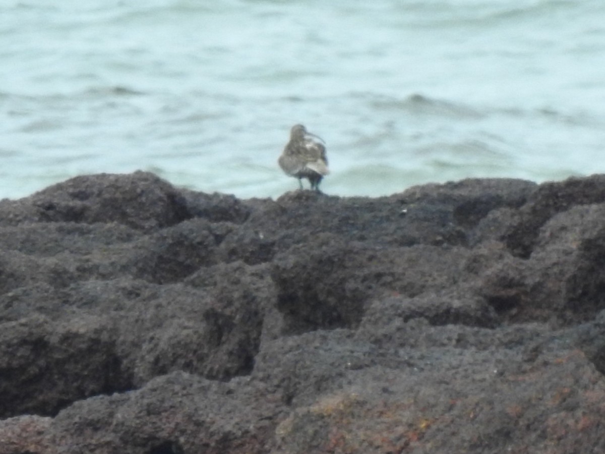 Common Sandpiper - ML608881532