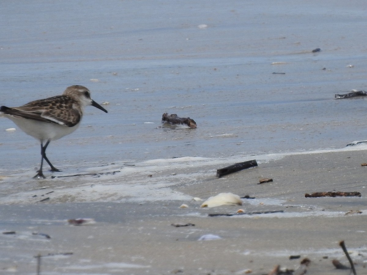 Little Stint - ML608881536