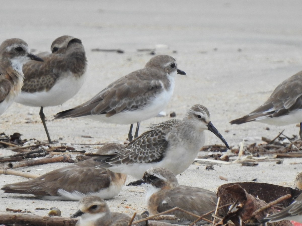 Curlew Sandpiper - ML608881546