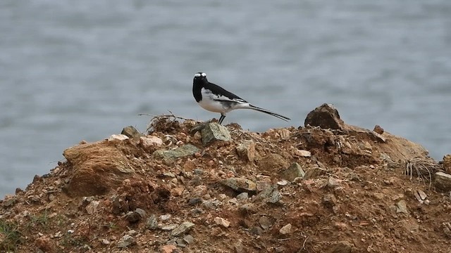 White-browed Wagtail - ML608882580