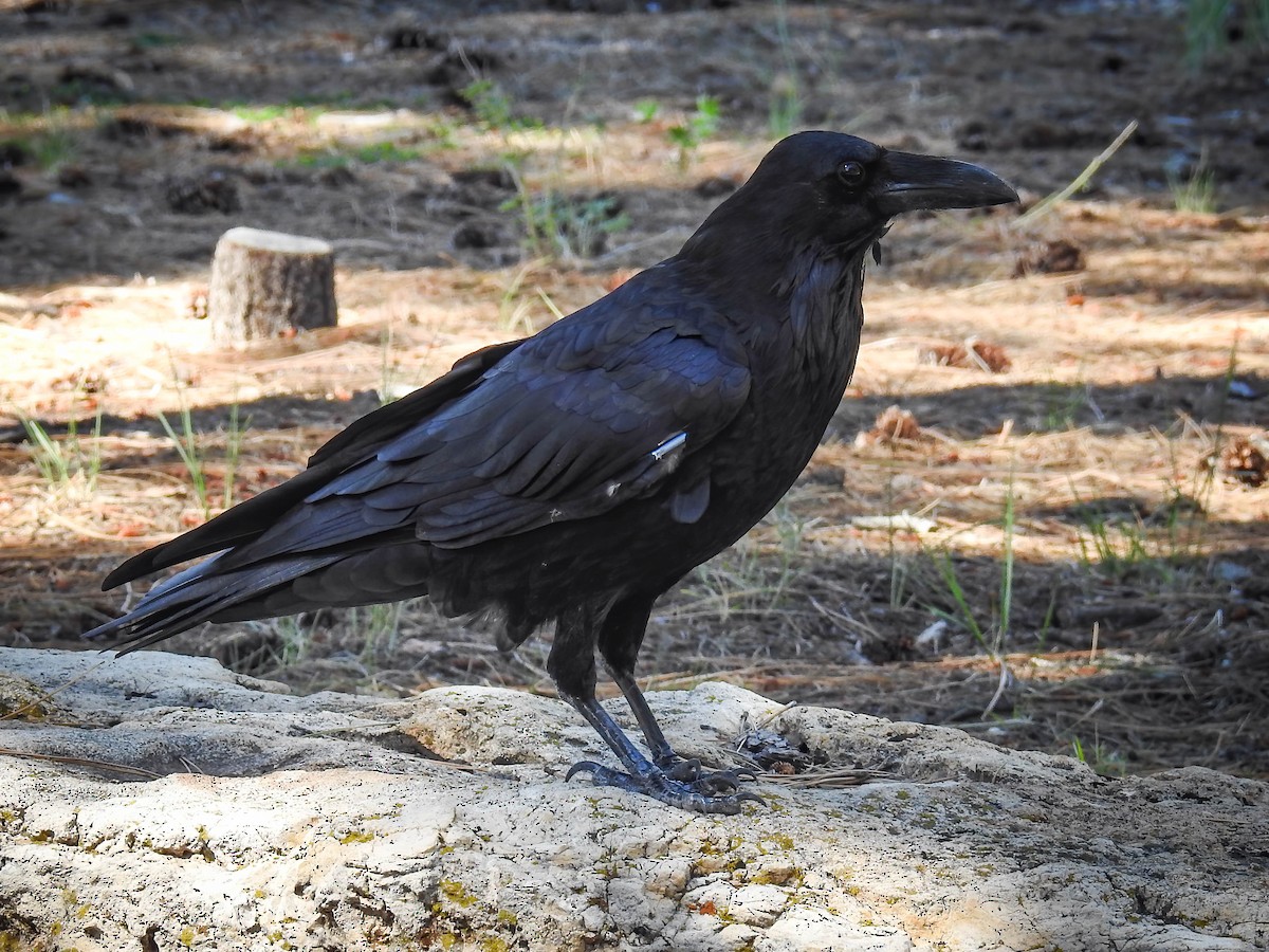 Common Raven - ML608883674